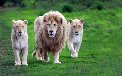 狮子，母狮，骄傲