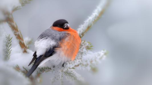 鸟，红腹灰雀，霜，雪，冬天，冷杉