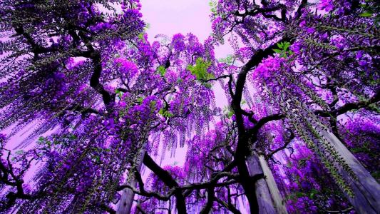 开花的树，紫藤