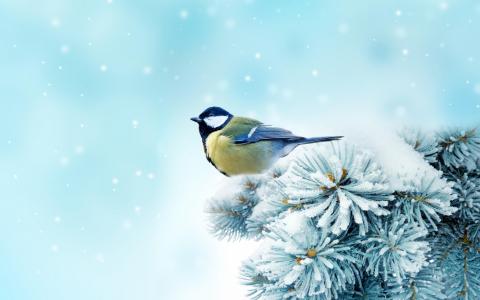 鸟，冬天，树，雪