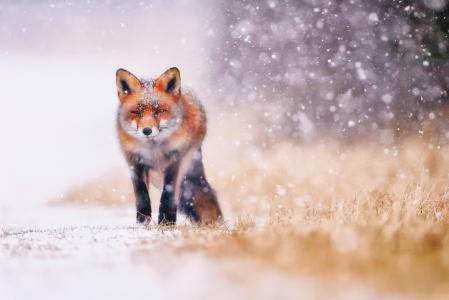 狐狸，狐狸，性质，冬天，雪，捕食者，美丽