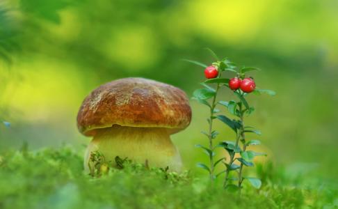 蘑菇的故事，绿色，浆果，亚历山大·奈尔