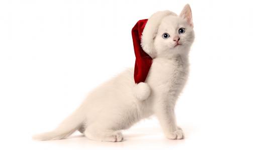 新年礼物，白色小猫。
