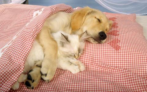 狗，猫，梦想，拥抱，床