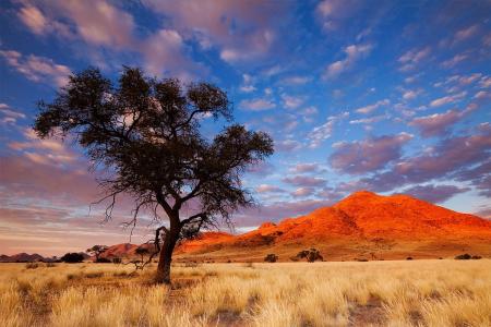 纳米比亚，树，岩石，天空，草