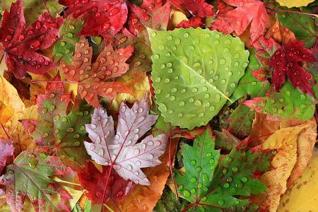 秋天，叶子，落叶，滴，下雨后，宏