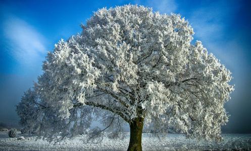 自然，冬天，树，雪，白霜，美丽