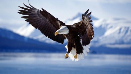鹰，飞行，宏观，性质，世界鸟类
