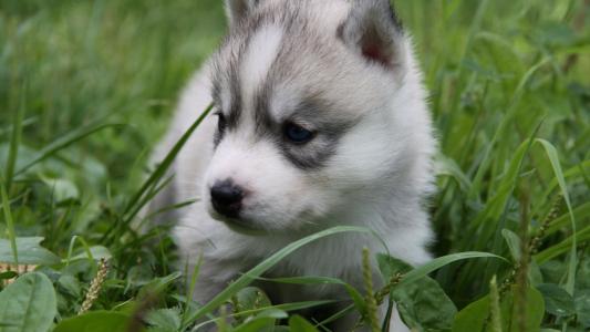 白色的婴儿，小狗，爬在草地上