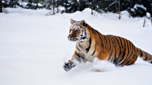 老虎，野生，丛林，野猫，雪
