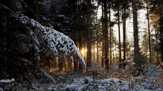 森林，针叶林，雪，冬天