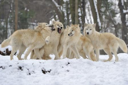 冬天，狼群，动物