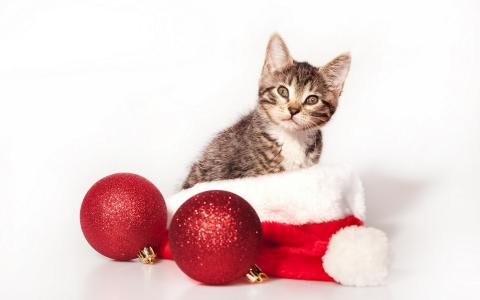 小猫，圣诞帽，球