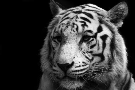 白色，老虎，猫，老虎，捕食者，白色