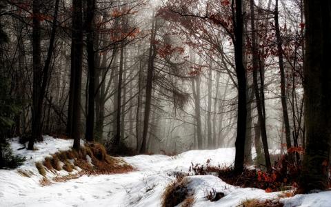 冬天，森林，路