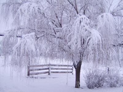 围栏，雪，树，白霜，冬天，分支机构