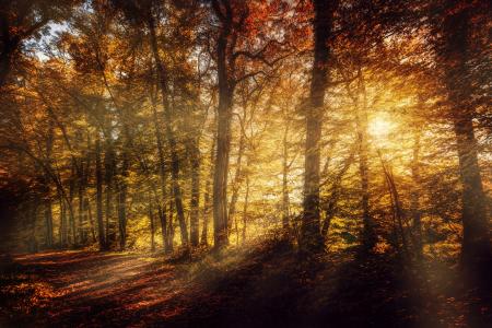 秋，森林，树木，光线，叶子，性质