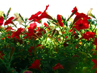 红色的花朵，猩红色的花朵，宏观，鲜花，天空，爱情