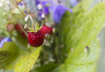 自然，夏天，浆果，草莓