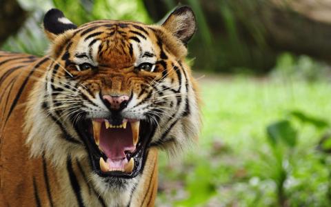 老虎，猫，捕食者，愤怒