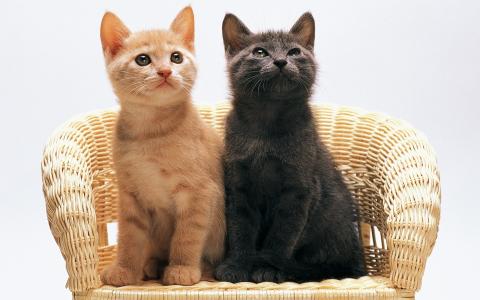 红色，黑色，柳条椅上的小猫