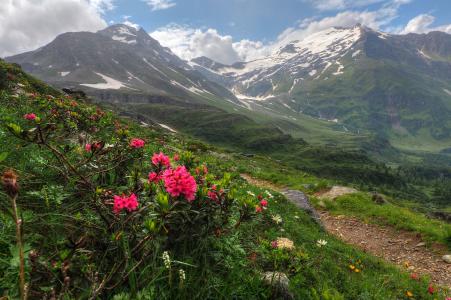 开花的杜鹃花，萨尔茨堡，奥地利，山，Sonnblick