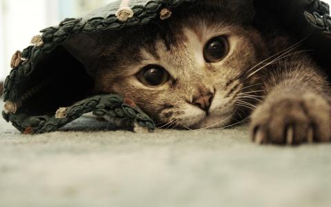 猫，glazische，躺在毯子下面，爪子