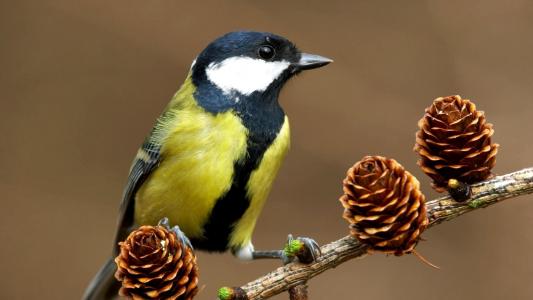 鸟，黄色的一面，黑色的羽毛，白色的脸颊，坐在一根锥状的树枝上
