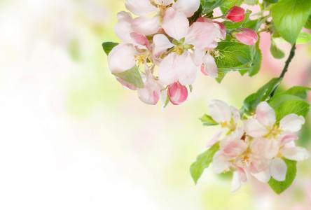 温柔，春天，鲜花，分支，苹果树