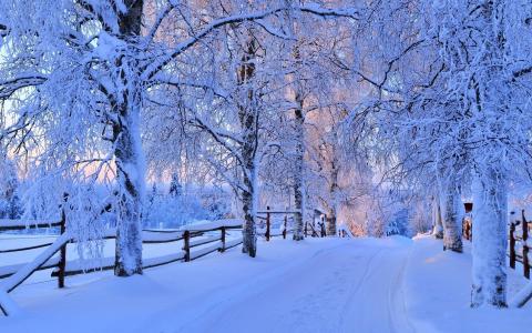 冬天，雪，树木在雪地里，美丽，日落，大自然，冬天的季节，霜