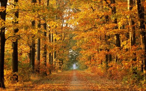 性质，秋季，森林，树木，道路