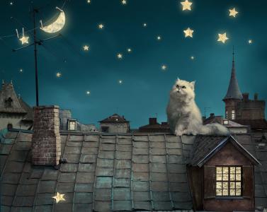 波斯白猫，小猫，童话，幻想，屋顶，房子，天空，夜晚，星星，月亮