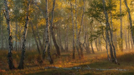 桦树格罗夫，春天，早晨，雾