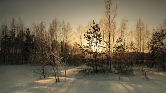 自然，树，森林，冬天