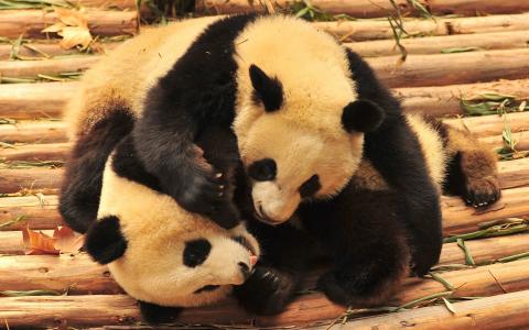 熊猫，玩，蓬松的生物