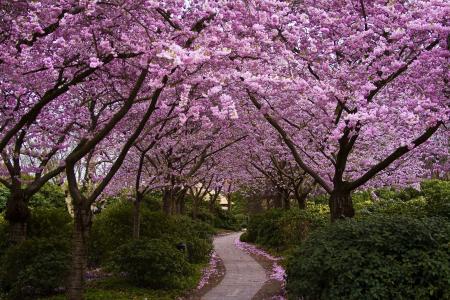 公园，开花，鲜花，樱花，日本，胡同，树木