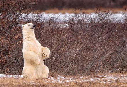熊，自然，动物，摄影师SandyK29