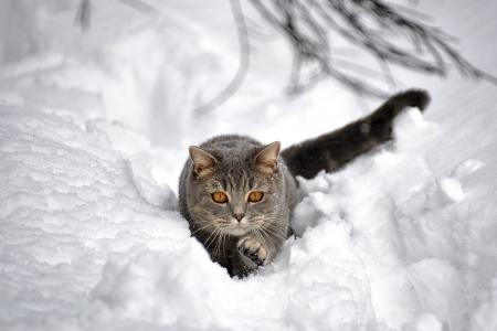 动物，猫，冬天，雪