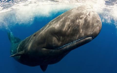 抹香鲸，海底世界