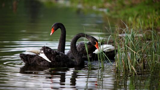 黑色，天鹅，池塘，美丽