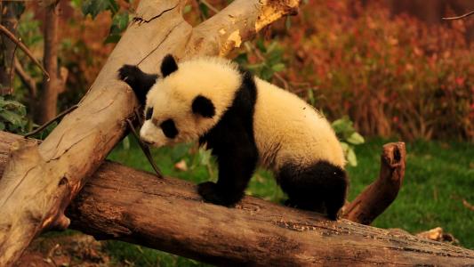 熊猫，爬木头，小耳朵
