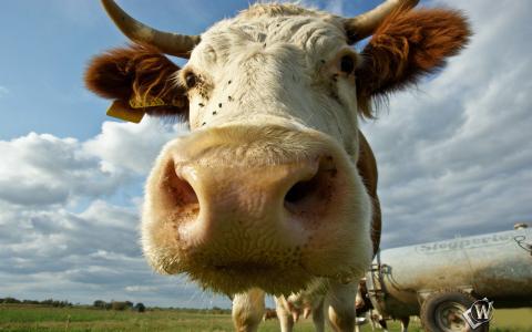 动物，牛，鼻子