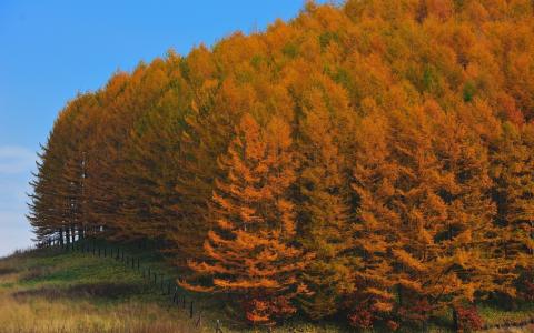 秋天的金色，aphushka，树木，森林