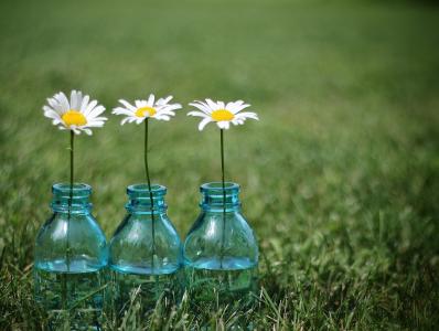 夏天，草，瓶，鲜花，chamomiles