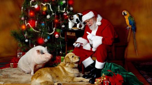 图片，圣诞老人，圣诞老人，猪，狗，猫，树，礼品