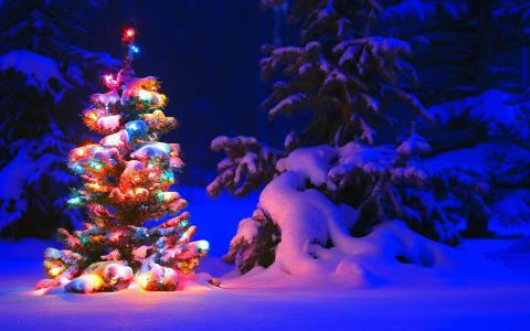 树，冬天，性质，雪，美丽