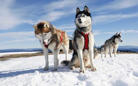 哈士奇，狗，山，冬天，雪，美丽