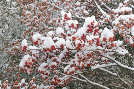 雪，树枝，树叶，油漆，组成，冬天