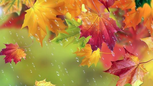 叶子，黄色，滴，秋天