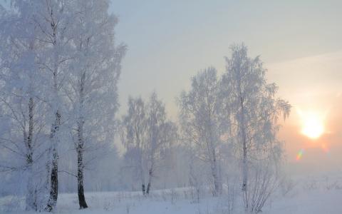 冬天，早晨，桦木，雪